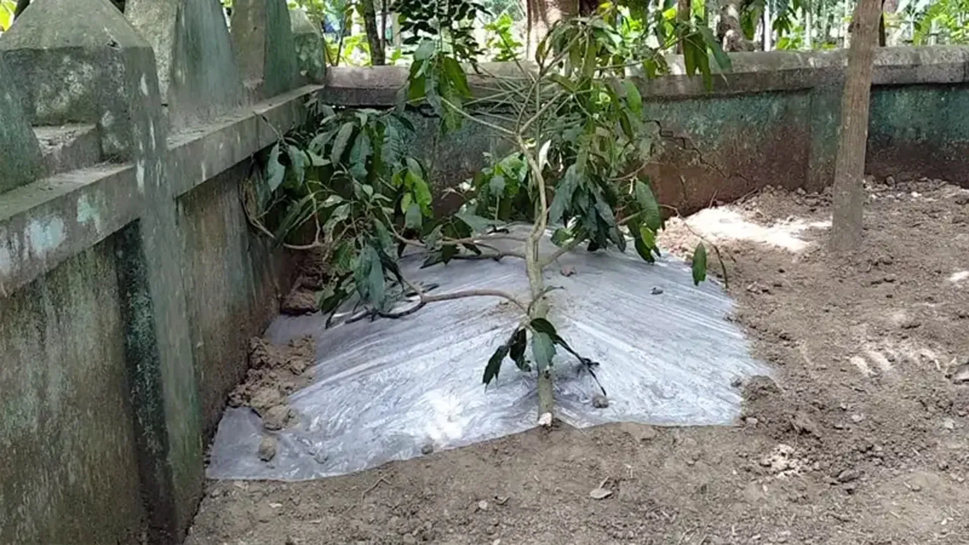 বরিশালে ছয় সন্তানের জননীর মৃত্যুর পর দাফন হল প্রতিবেশীর বাড়িতে
